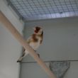 man wildkleur