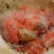 nest rode kanaries met volle krop ,acht dagen oud