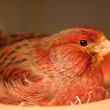 bronzen kanariepop op haar nest