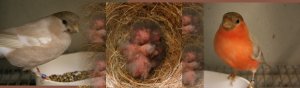 jongen 3 dagen oud en zelfde vogels na 5 maanden