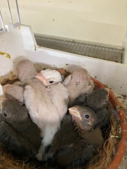 nest van 7 jongen 15 dagen oud