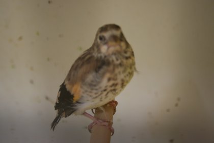jonge distelvink 