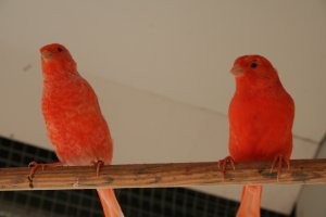 poppen apart in de voliére