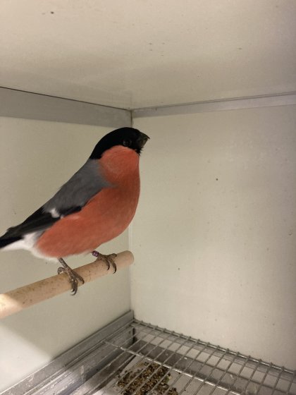 goudvink man