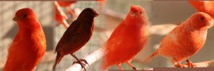 intensieve poppen rood ,brons en schimmelpop